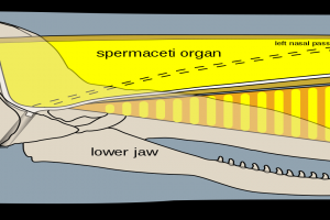 Bilde av Tegning av Spermhvalens hode